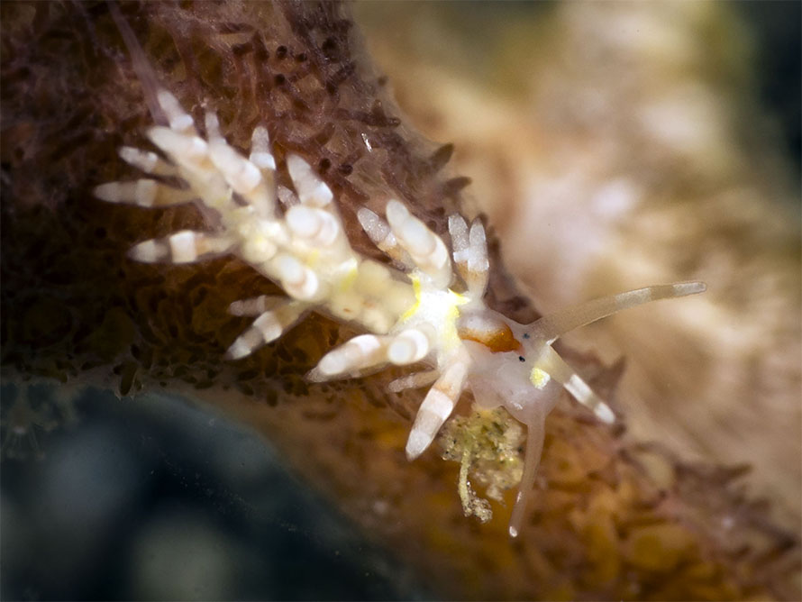 Tenellia sp. BE